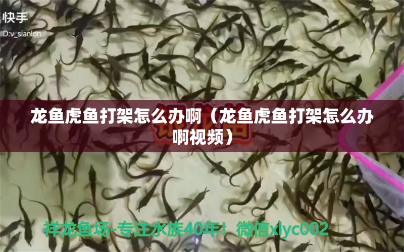 龙鱼虎鱼打架怎么办啊（龙鱼虎鱼打架怎么办啊视频）