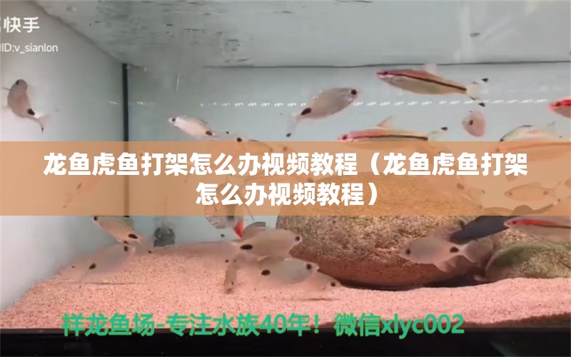 龙鱼虎鱼打架怎么办视频教程（龙鱼虎鱼打架怎么办视频教程） 虎鱼百科