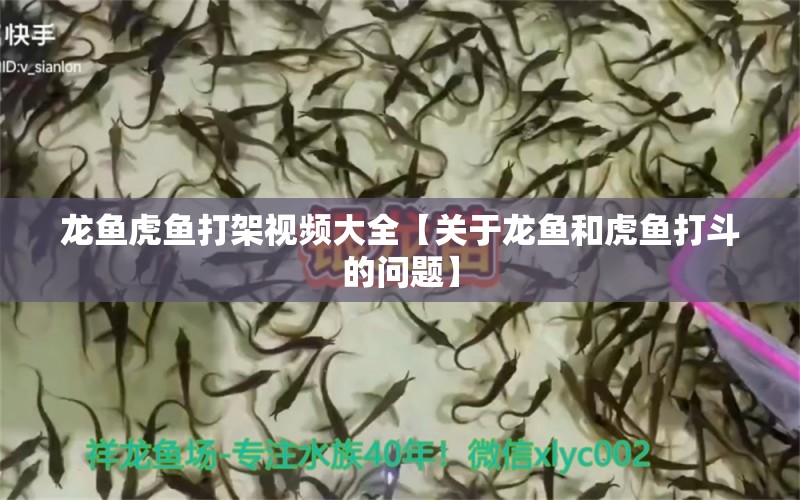 龙鱼虎鱼打架视频大全【关于龙鱼和虎鱼打斗的问题】 水族问答 第2张