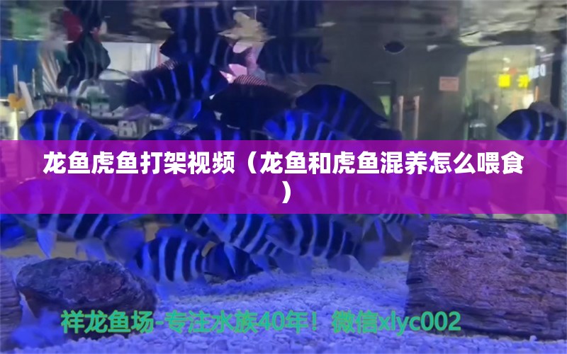 龙鱼虎鱼打架视频（龙鱼和虎鱼混养怎么喂食）