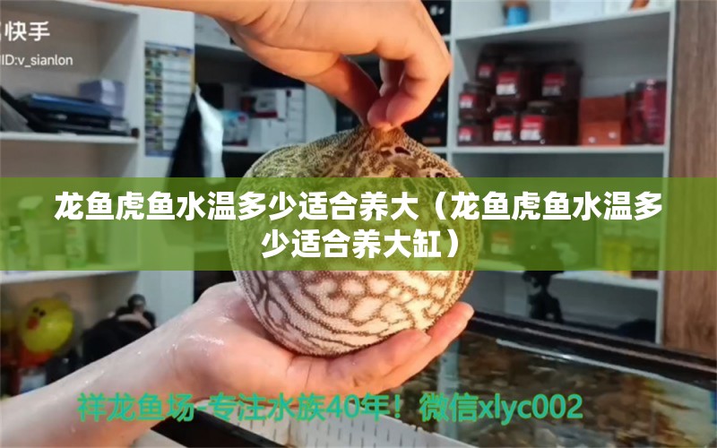 龙鱼虎鱼水温多少适合养大（龙鱼虎鱼水温多少适合养大缸） 虎鱼百科