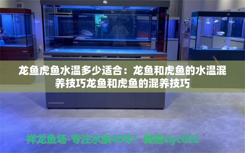 龙鱼虎鱼水温多少适合：龙鱼和虎鱼的水温混养技巧龙鱼和虎鱼的混养技巧