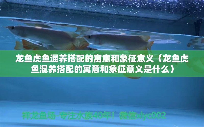 龙鱼虎鱼混养搭配的寓意和象征意义（龙鱼虎鱼混养搭配的寓意和象征意义是什么）