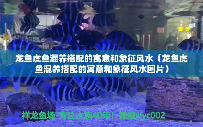 龙鱼虎鱼混养搭配的寓意和象征风水（龙鱼虎鱼混养搭配的寓意和象征风水图片） 鱼缸风水