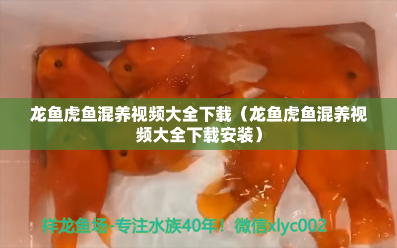 龙鱼虎鱼混养视频大全下载（龙鱼虎鱼混养视频大全下载安装）