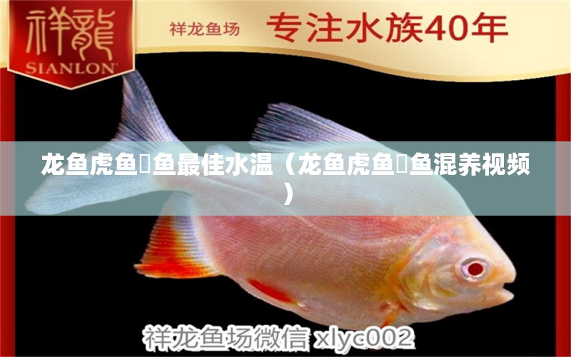 龙鱼虎鱼魟鱼最佳水温（龙鱼虎鱼魟鱼混养视频） 虎鱼百科