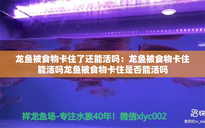 龙鱼被食物卡住了还能活吗：龙鱼被食物卡住能活吗龙鱼被食物卡住是否能活吗 龙鱼百科 第2张