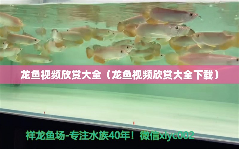 龙鱼视频欣赏大全（龙鱼视频欣赏大全下载）