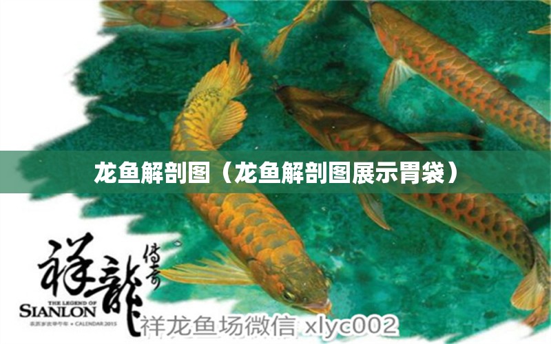 龙鱼解剖图（龙鱼解剖图展示胃袋） 广州龙鱼批发市场