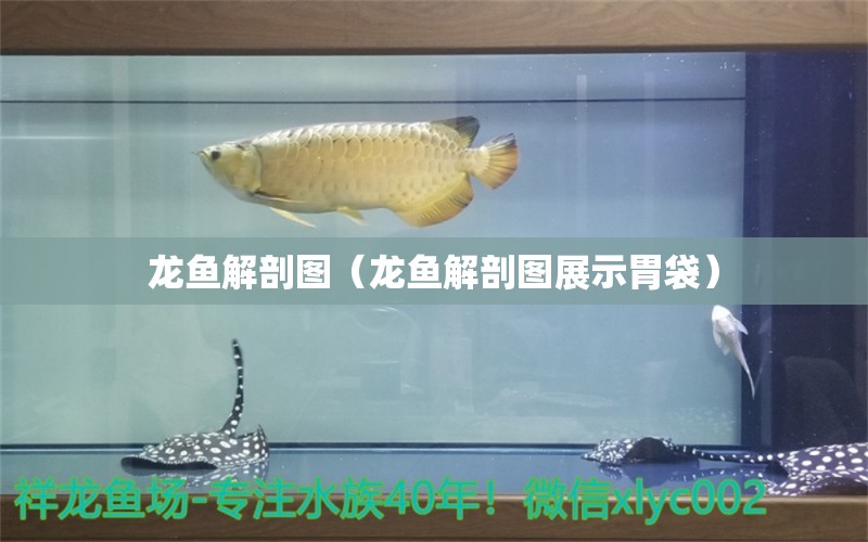 龙鱼解剖图（龙鱼解剖图展示胃袋） 广州龙鱼批发市场