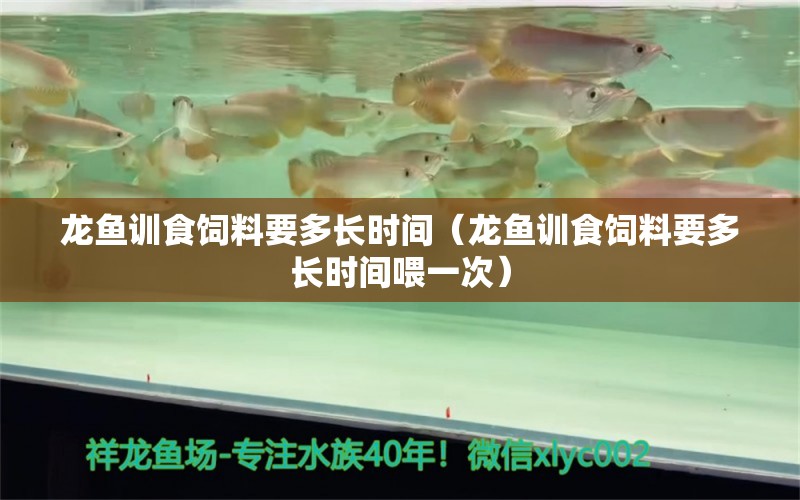 龙鱼训食饲料要多长时间（龙鱼训食饲料要多长时间喂一次） 龙鱼疾病与治疗