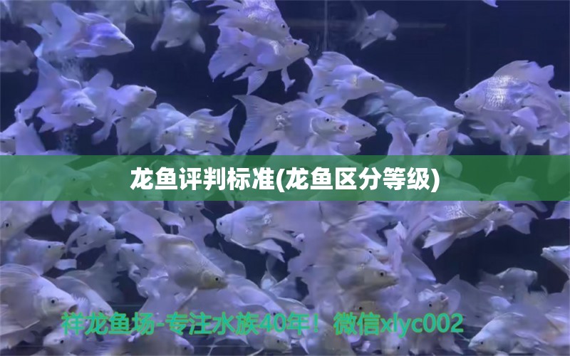 龙鱼评判标准(龙鱼区分等级) 2024第28届中国国际宠物水族展览会CIPS（长城宠物展2024 CIPS） 第1张