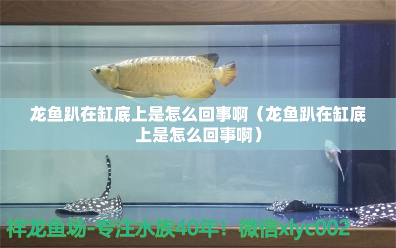 龙鱼趴在缸底上是怎么回事啊（龙鱼趴在缸底上是怎么回事啊） 黑影道人鱼