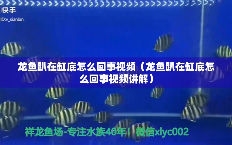 龙鱼趴在缸底怎么回事视频（龙鱼趴在缸底怎么回事视频讲解）