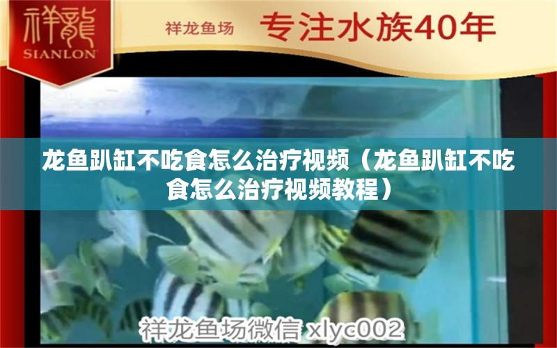 龙鱼趴缸不吃食怎么治疗视频（龙鱼趴缸不吃食怎么治疗视频教程）