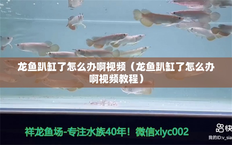 龙鱼趴缸了怎么办啊视频（龙鱼趴缸了怎么办啊视频教程） 广州龙鱼批发市场