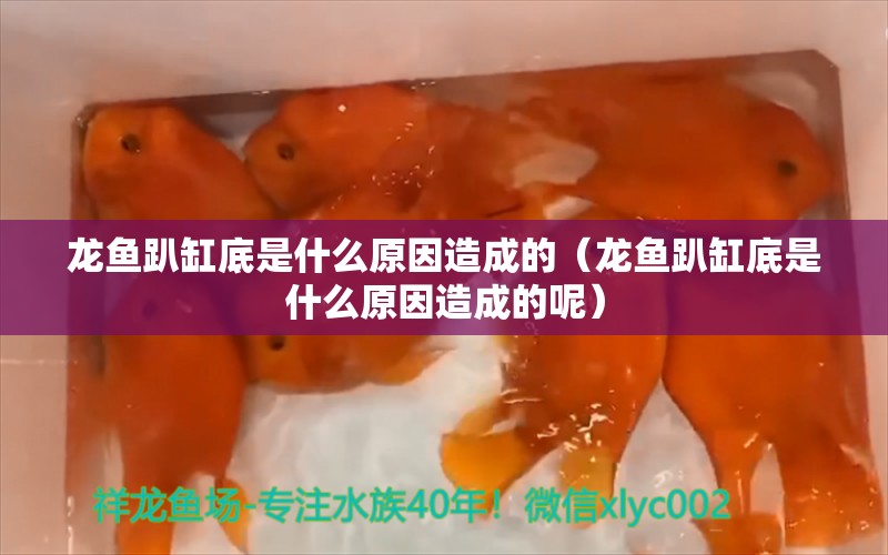 龙鱼趴缸底是什么原因造成的（龙鱼趴缸底是什么原因造成的呢） 广州龙鱼批发市场