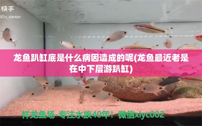 龙鱼趴缸底是什么病因造成的呢(龙鱼最近老是在中下层游趴缸)