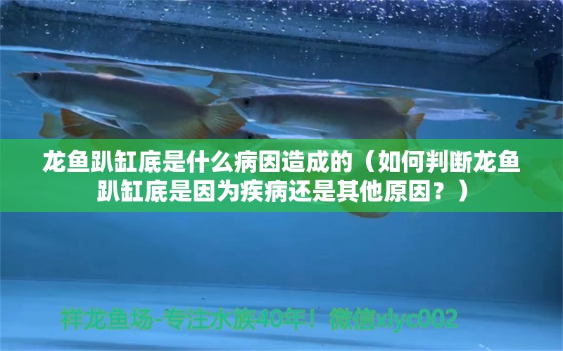 龙鱼趴缸底是什么病因造成的（如何判断龙鱼趴缸底是因为疾病还是其他原因？） 水族问答 第2张