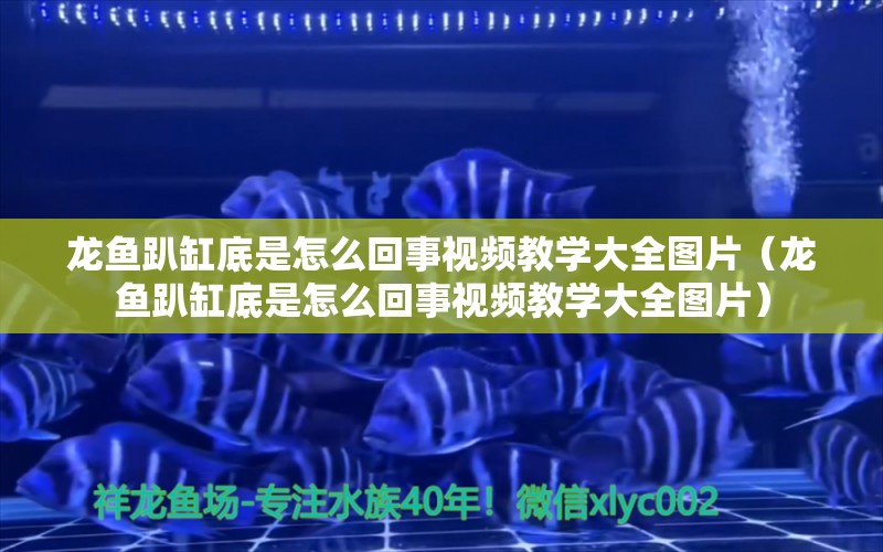 龙鱼趴缸底是怎么回事视频教学大全图片（龙鱼趴缸底是怎么回事视频教学大全图片）