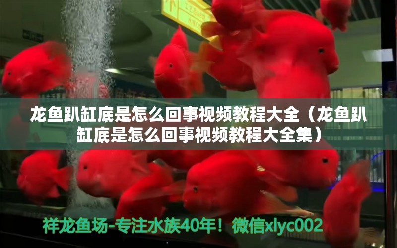 龙鱼趴缸底是怎么回事视频教程大全（龙鱼趴缸底是怎么回事视频教程大全集）