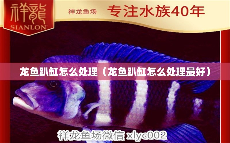 龙鱼趴缸怎么处理（龙鱼趴缸怎么处理最好） 广州龙鱼批发市场