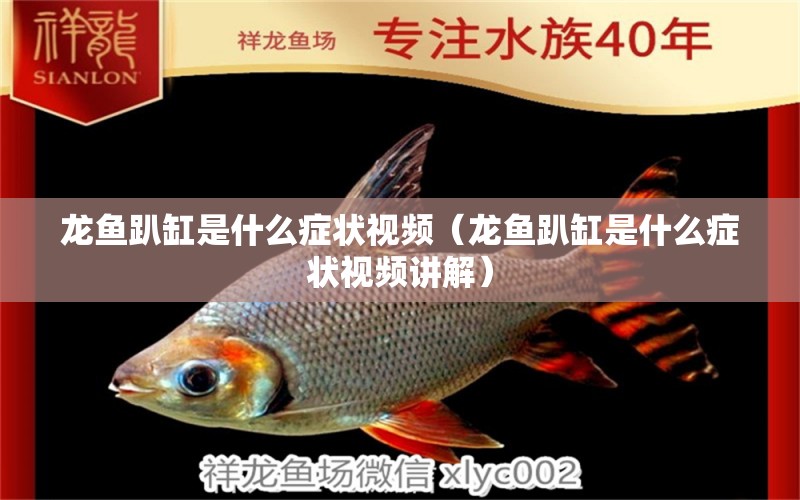 龙鱼趴缸是什么症状视频（龙鱼趴缸是什么症状视频讲解） 广州龙鱼批发市场
