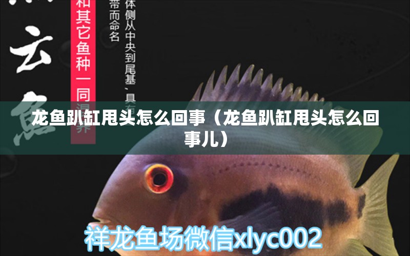 龙鱼趴缸甩头怎么回事（龙鱼趴缸甩头怎么回事儿） 祥龙水族医院