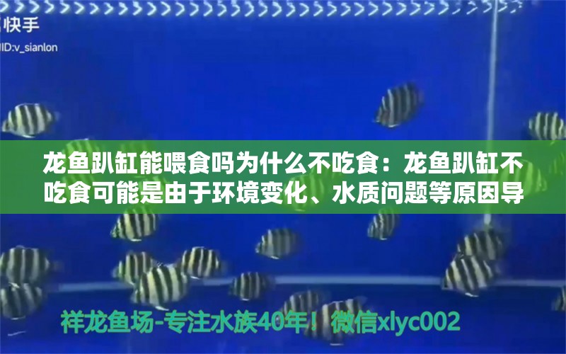 龙鱼趴缸能喂食吗为什么不吃食：龙鱼趴缸不吃食可能是由于环境变化、水质问题等原因导致的 龙鱼百科 第1张