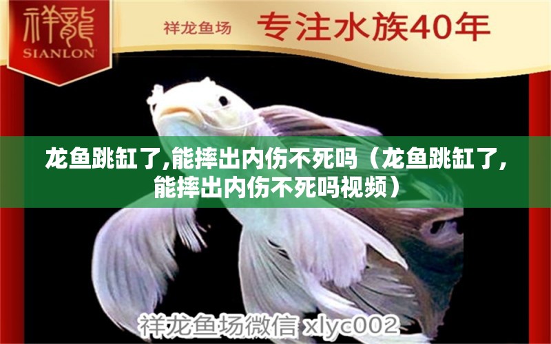 龙鱼跳缸了,能摔出内伤不死吗（龙鱼跳缸了,能摔出内伤不死吗视频）