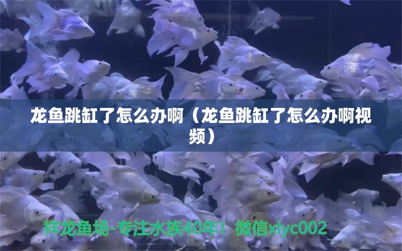 龙鱼跳缸了怎么办啊（龙鱼跳缸了怎么办啊视频） 观赏鱼