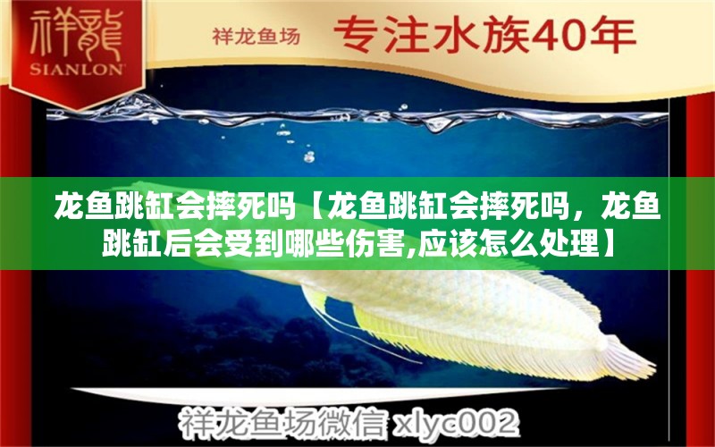 龙鱼跳缸会摔死吗【龙鱼跳缸会摔死吗，龙鱼跳缸后会受到哪些伤害,应该怎么处理】