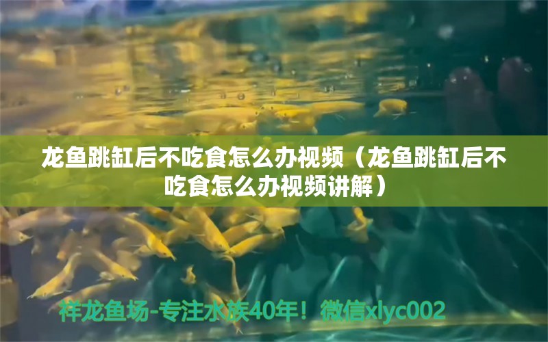 龙鱼跳缸后不吃食怎么办视频（龙鱼跳缸后不吃食怎么办视频讲解） 广州龙鱼批发市场