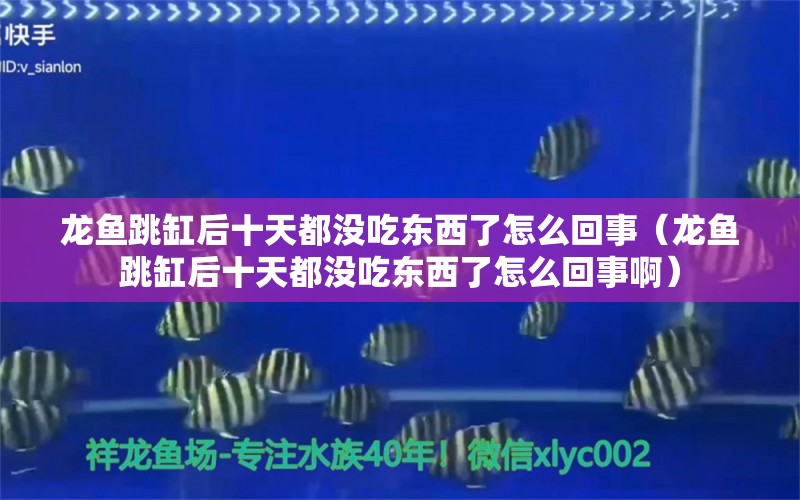 龙鱼跳缸后十天都没吃东西了怎么回事（龙鱼跳缸后十天都没吃东西了怎么回事啊）