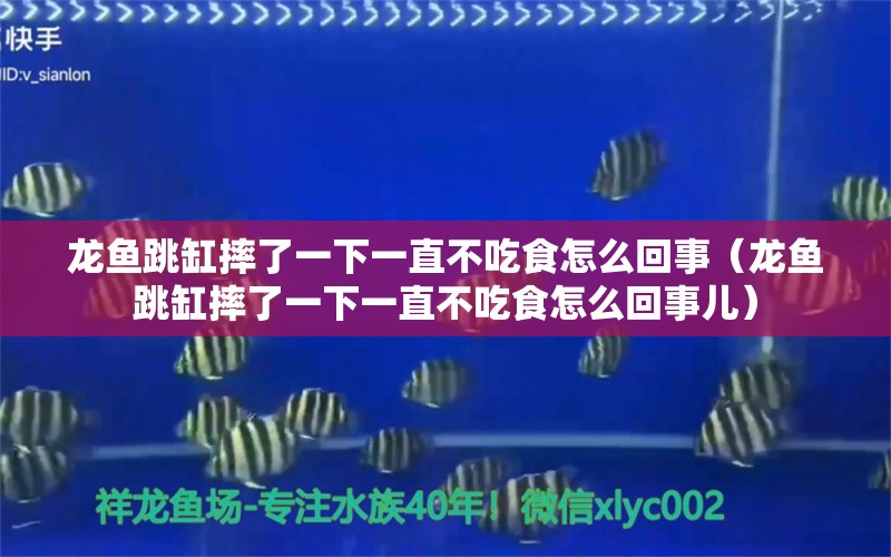 龙鱼跳缸摔了一下一直不吃食怎么回事（龙鱼跳缸摔了一下一直不吃食怎么回事儿）