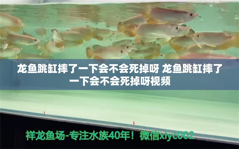 龙鱼跳缸摔了一下会不会死掉呀 龙鱼跳缸摔了一下会不会死掉呀视频