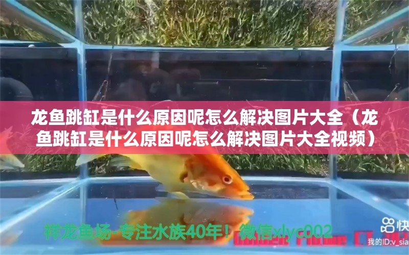 龙鱼跳缸是什么原因呢怎么解决图片大全（龙鱼跳缸是什么原因呢怎么解决图片大全视频）