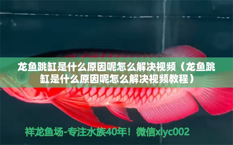 龙鱼跳缸是什么原因呢怎么解决视频（龙鱼跳缸是什么原因呢怎么解决视频教程） 广州龙鱼批发市场