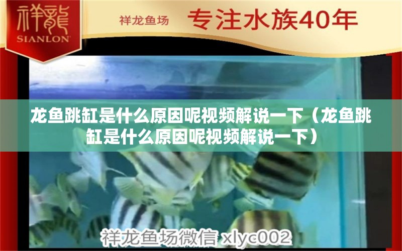 龙鱼跳缸是什么原因呢视频解说一下（龙鱼跳缸是什么原因呢视频解说一下） 广州龙鱼批发市场