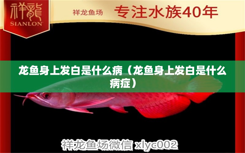 龙鱼身上发白是什么病（龙鱼身上发白是什么病症） 广州龙鱼批发市场