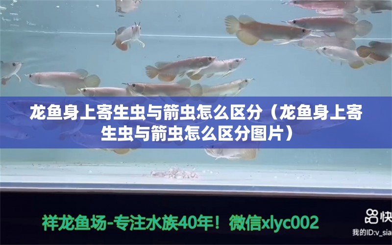 龙鱼身上寄生虫与箭虫怎么区分（龙鱼身上寄生虫与箭虫怎么区分图片） 龙鱼疾病与治疗