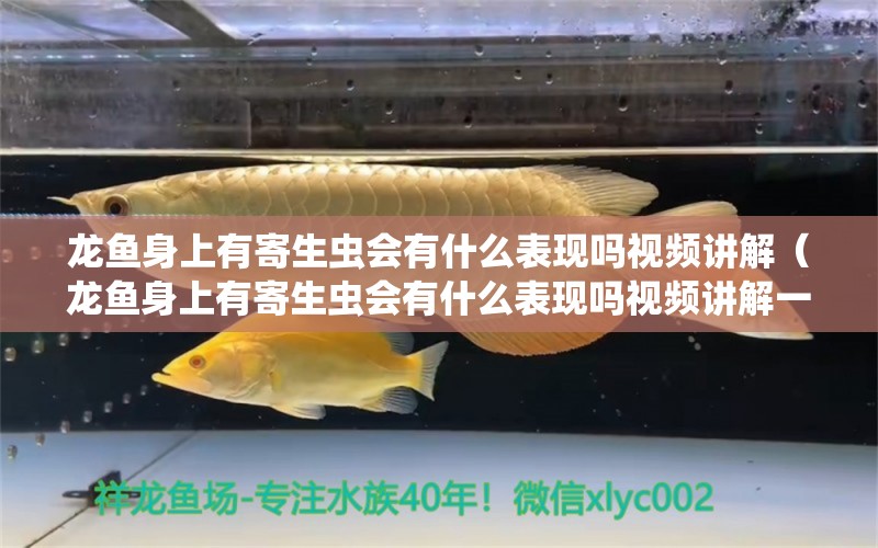 龙鱼身上有寄生虫会有什么表现吗视频讲解（龙鱼身上有寄生虫会有什么表现吗视频讲解一下）