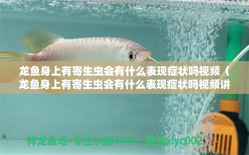 龙鱼身上有寄生虫会有什么表现症状吗视频（龙鱼身上有寄生虫会有什么表现症状吗视频讲解） 龙鱼疾病与治疗