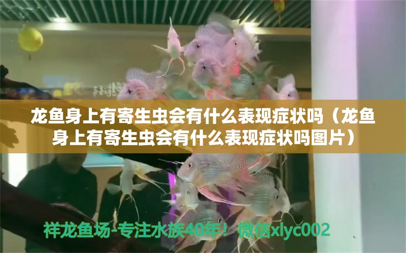 龙鱼身上有寄生虫会有什么表现症状吗（龙鱼身上有寄生虫会有什么表现症状吗图片）