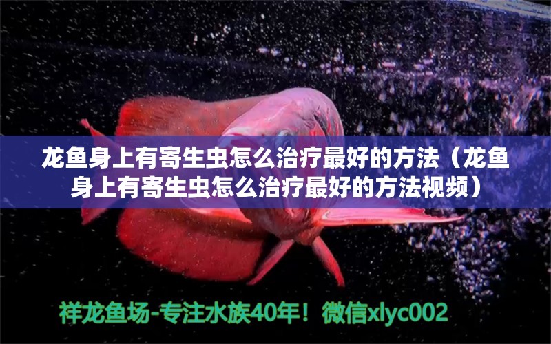 龙鱼身上有寄生虫怎么治疗最好的方法（龙鱼身上有寄生虫怎么治疗最好的方法视频） 龙鱼疾病与治疗