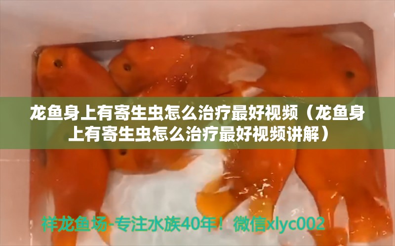 龙鱼身上有寄生虫怎么治疗最好视频（龙鱼身上有寄生虫怎么治疗最好视频讲解） 龙鱼疾病与治疗