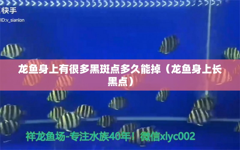 龙鱼身上有很多黑斑点多久能掉（龙鱼身上长黑点）