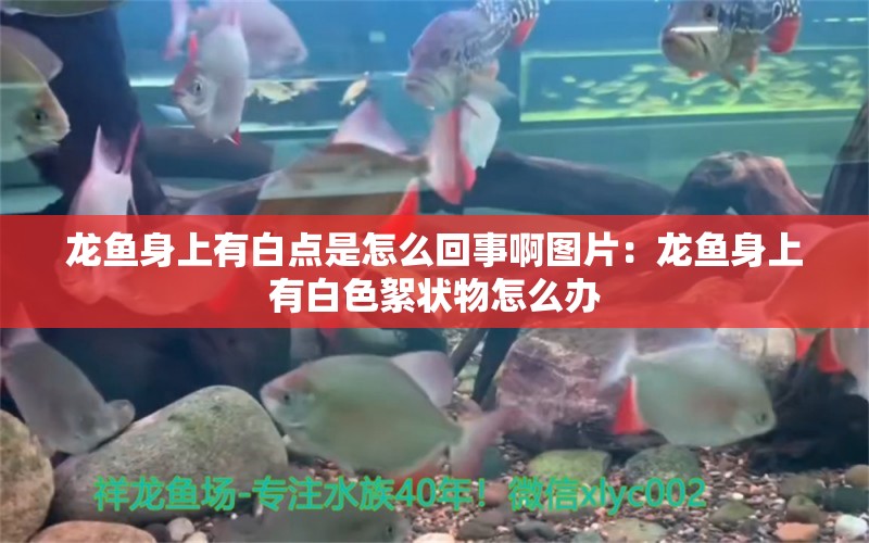 龙鱼身上有白点是怎么回事啊图片：龙鱼身上有白色絮状物怎么办