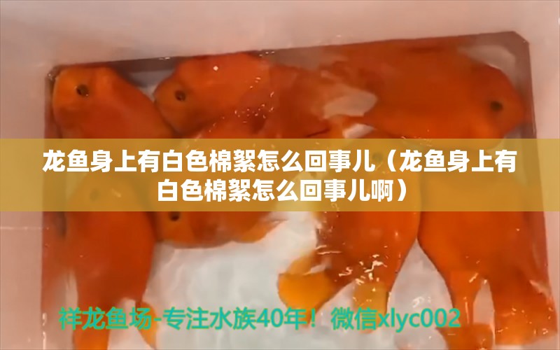 龙鱼身上有白色棉絮怎么回事儿（龙鱼身上有白色棉絮怎么回事儿啊） 广州龙鱼批发市场