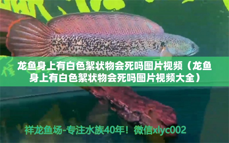 龙鱼身上有白色絮状物会死吗图片视频（龙鱼身上有白色絮状物会死吗图片视频大全）